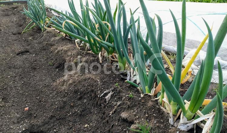 ネギの栽培② ネギ,栽培,野菜の写真素材