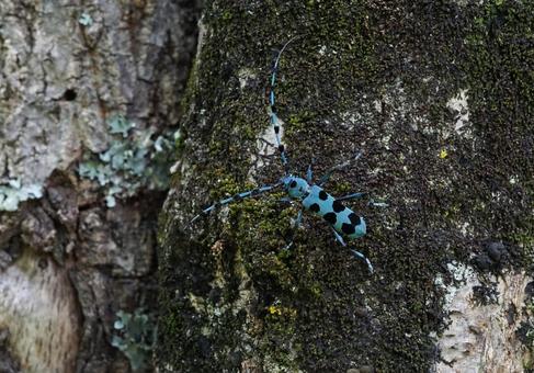 ルリボシカミキリ ルリボシカミキリ ルリボシカミキリ,カミキリムシ,甲虫の写真素材