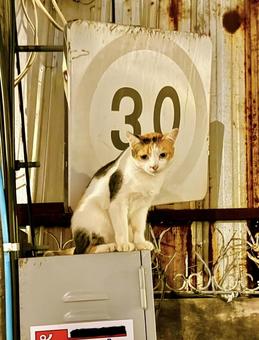 タイのローカルの野良の三毛猫 タイのローカルの野良の三毛猫の写真