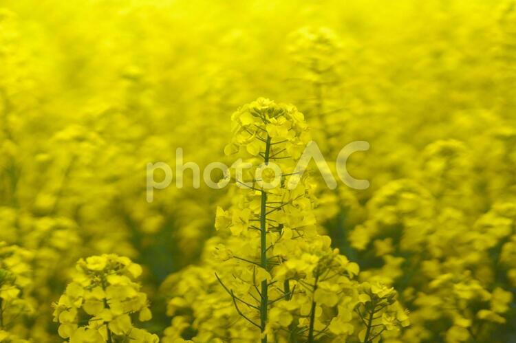 黄色く染まった北国の絶景 菜の花畑,旅行,夏の写真素材
