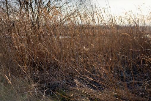 夕日に輝く枯れ草の野原 自然,風景,枯れ草の写真素材
