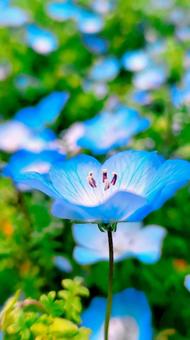 Nemophila, JPG