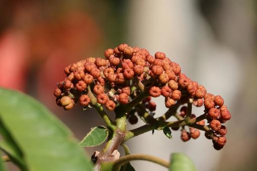 オレンジに色づくコシュユの実のアップ オレンジ,色づく,コシュユの写真素材