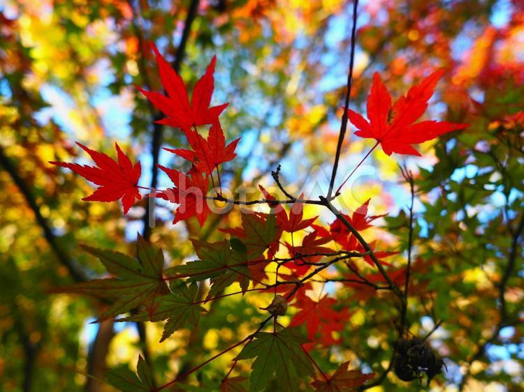 紅葉　秋のイメージ 紅葉,もみじ,楓の写真素材