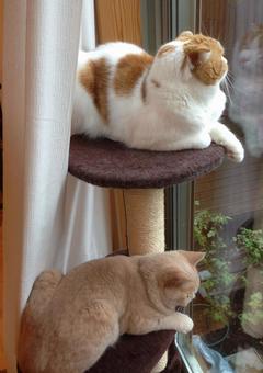 キャットタワー キャットタワーの写真