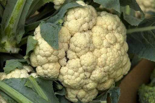 カリフラワー1(田原市) カリフラワー1(田原市) カリフラワー,食物,野菜の写真素材
