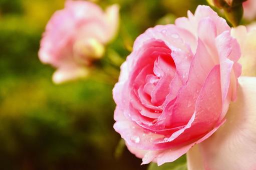 ピンクの春の薔薇 薔薇,バラ,バラの花の写真素材