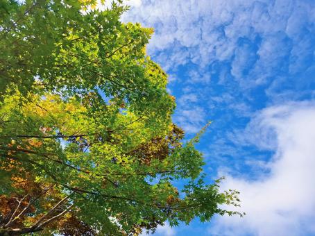 イロハモミジと夏の青空_1 イロハモミジと夏の青空_1 イロハモミジ,紅葉,青空の写真素材