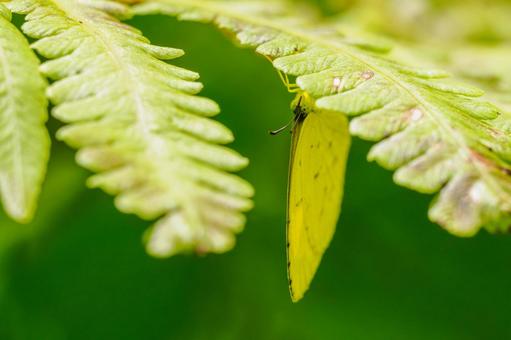 Northern Spotted Butterfly⑴, JPG Northern Spotted Butterfly⑴, JPG