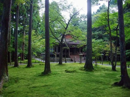 苔生す寺院 苔生す寺院の写真