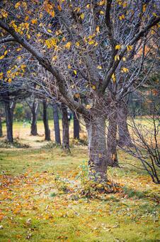 北海道　秋の風景 北海道,北,札幌市の写真素材