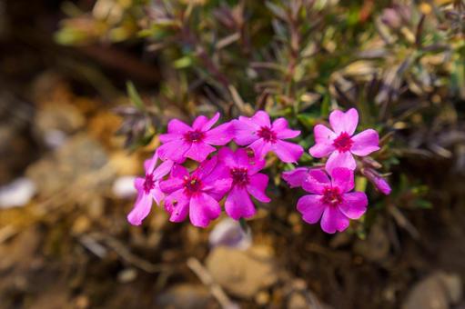 ピンクの芝桜の写真