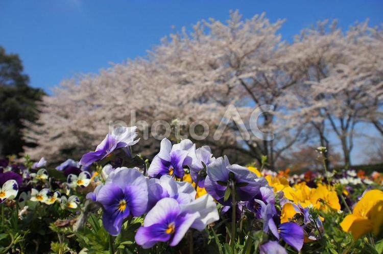 パンジーと桜の風景 パンジー,桜,さくらの写真素材