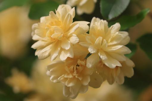 モッコウバラの写真