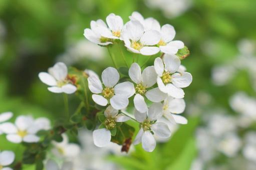 ユキヤナギの写真