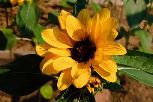 ひまわり4 ひまわり4 ひまわり,ヒマワリ,夏の写真素材