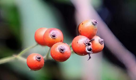 かわいい果実 野茨の実,植物,自然の写真素材