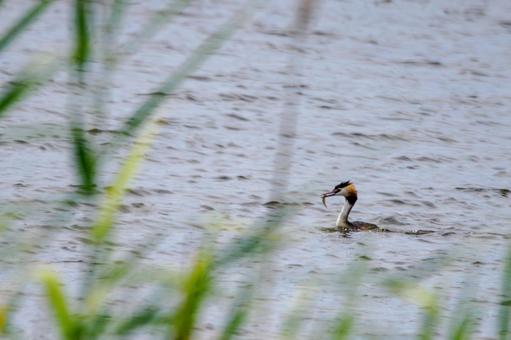 Photo, bird, great crested grebe, wild bird, 