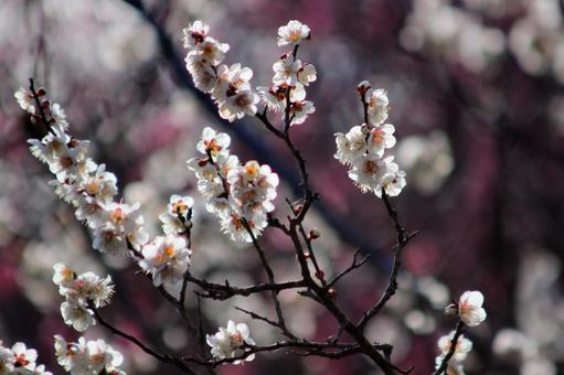 梅の花 梅の花 梅,木,風景の写真素材