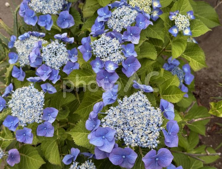 鮮やかなアジサイ 植物,低木,庭の写真素材