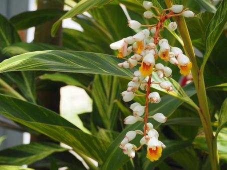 熱帯植物 キフゲットウの花① 熱帯植物 キフゲットウの花① 月桃,花,白い花の写真素材