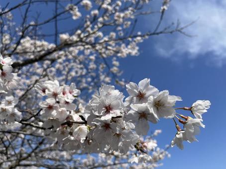 さくらの写真