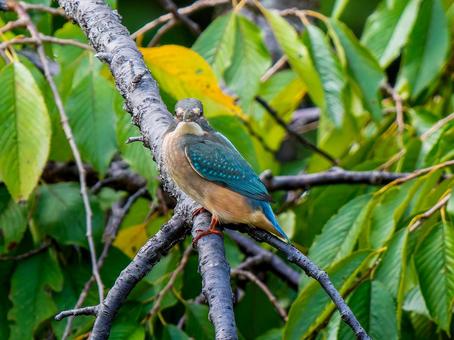 枝にとまるカワセミ カワセミ,野鳥,鳥の写真素材