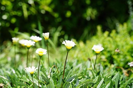 A spring flower field with swaying white flowers, JPG