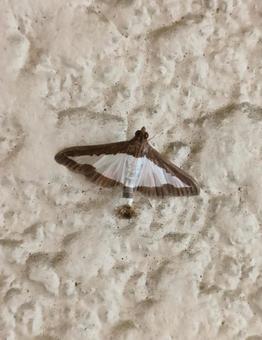 ワタヘリクロノメイガ ワタヘリクロノメイガ,蛾,虫の写真素材