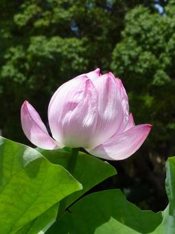 ハス池で開花しそうな大きなハスのつぼみ ハス池で開花しそうな大きなハスのつぼみの写真