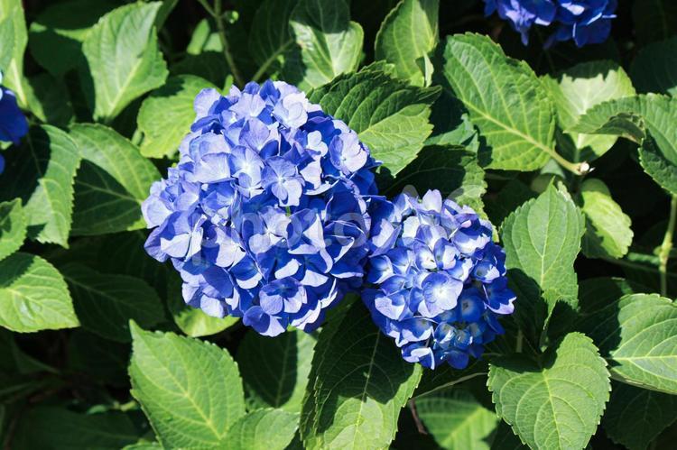 6月　あじさい　 あじさい,紫陽花,アジサイの写真素材
