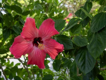 ハイビスカス ハイビスカス ハイビスカス,赤,お花の写真素材