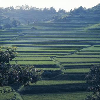 棚田 棚田 棚田,田んぼ,田舎の写真素材