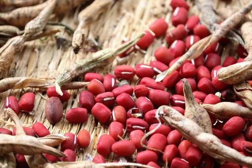 収穫した小豆の乾燥作業 小豆,大納言,乾燥の写真素材