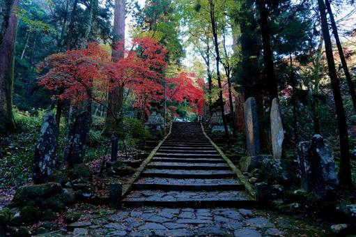 山中の紅葉 紅葉,秋,大雄山の写真素材