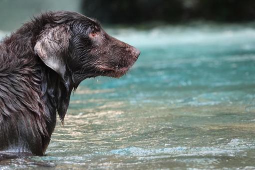 Photo, dog, large dog, retriever, 