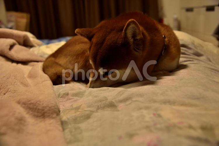 布団の上で眠くなった柴犬 柴犬,日本犬,和犬の写真素材