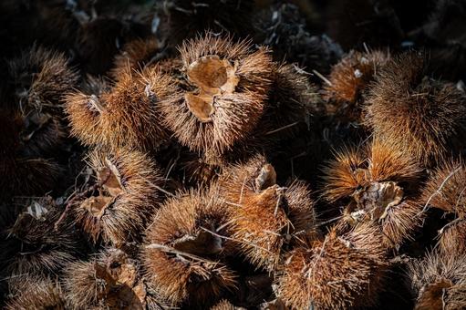 栗 栗,トゲ,棘の写真素材