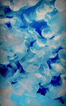 くらげ くらげの写真