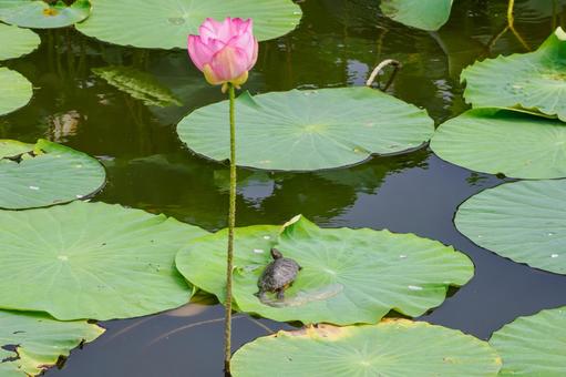 Photo, turtle, mississippi red turtle, green turtle, 