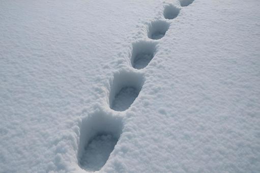 並ぶ雪の足跡 並ぶ雪の足跡の写真