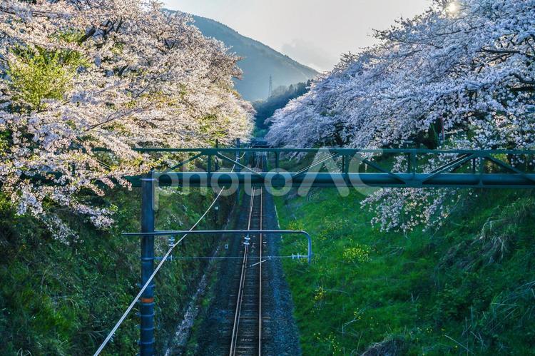 春の山北駅（神奈川県足柄上郡） ローカル線,鉄道,春の写真素材