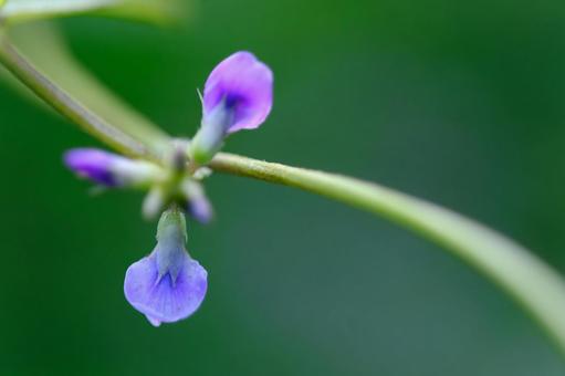 ツルマメ ツルマメ,マメ科,ダイズ属の写真素材
