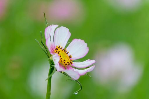 雨上がりのコスモスと雫 雨上がりのコスモスと雫 コスモス,花,雫の写真素材
