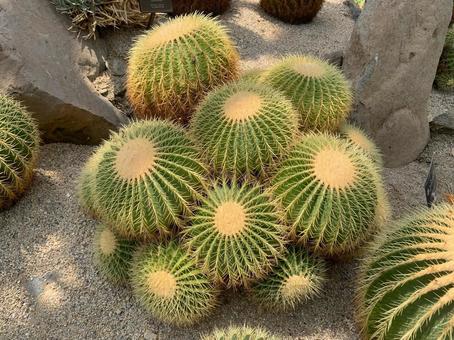 サボテン サボテン 植物,サボテン,トゲの写真素材