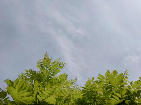 ニセアカシア(葉っぱと空) ニセアカシア(葉っぱと空)の写真