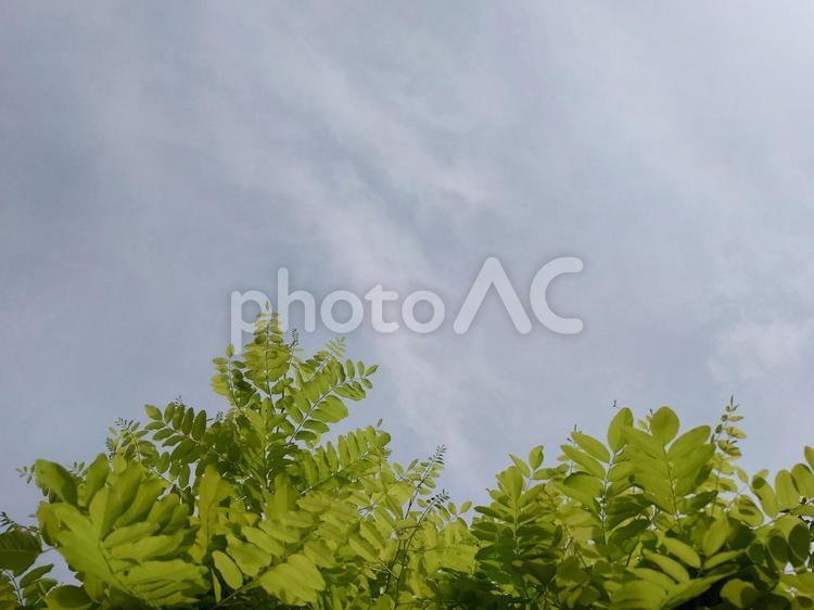 ニセアカシア（葉っぱと空） ニセアカシア,にせあかしあ,ハリエンジュの写真素材