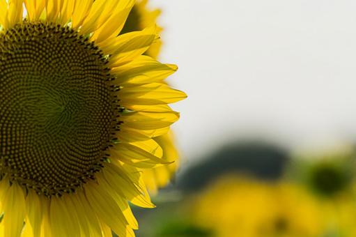 ひまわり畑 ひまわり畑 向日葵畑,ヒマワリ,花の写真素材