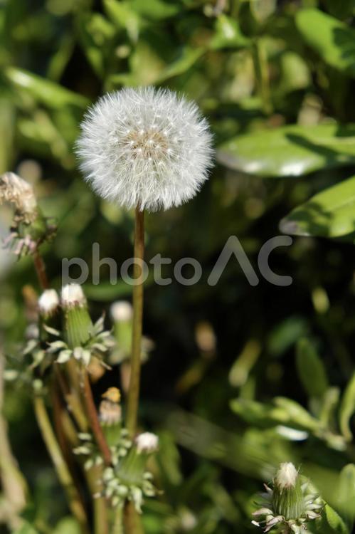 春のたんぽぽの綿毛 タンポポの綿毛,タンポポ,春の写真素材