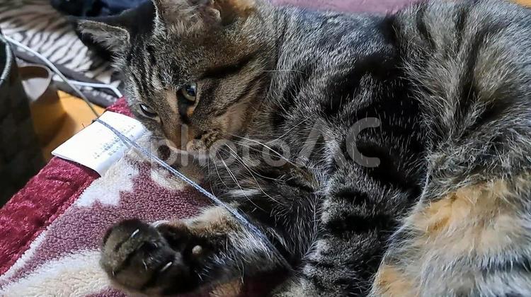 いたずら猫 キジトラ,のんびり,かわいいの写真素材